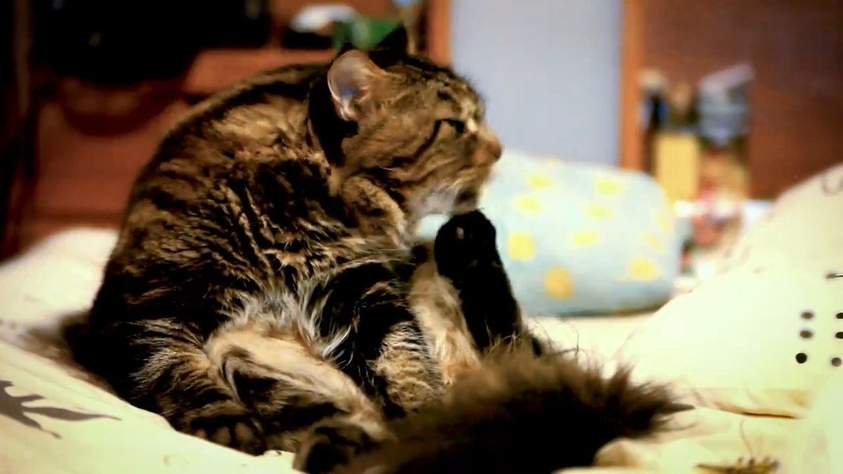 How do cats stay so clean? 🐈 Three-dimensional scans and thermal imaging have given unprecedented insight into cat grooming. Learn more on #RespectYourCatDay: