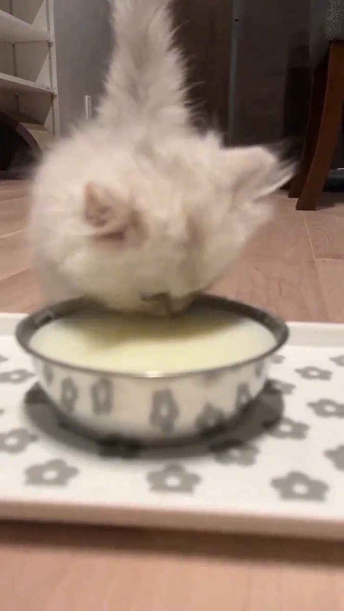 cats love milk 😺♥️