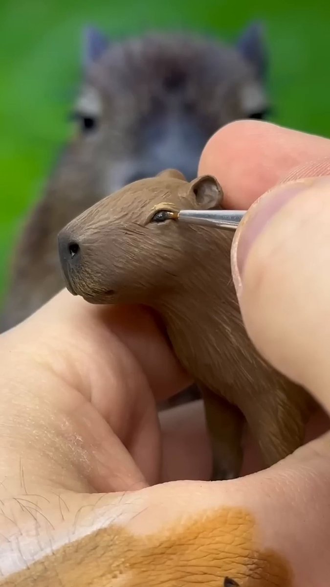 a mini capybara 🥹 🇧🇷 →