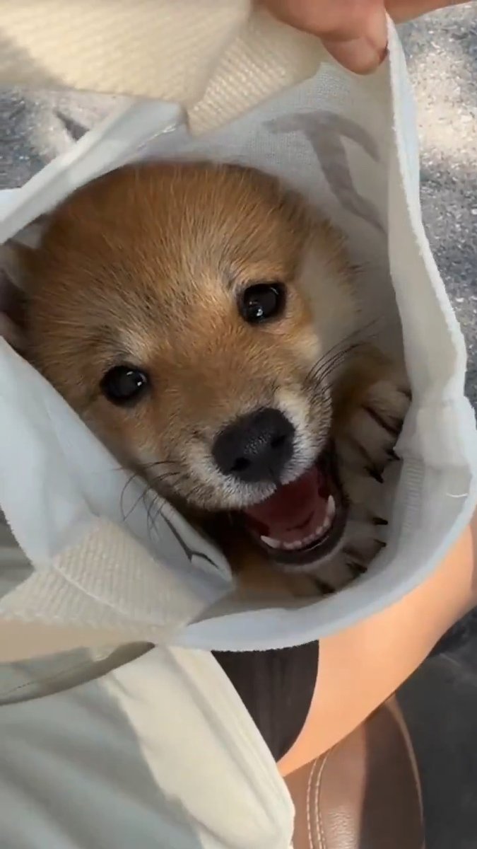 そんなトコ入れてもろて... なにされても嬉しい時期なんやねぇ🤭 (サウンドオン推奨)