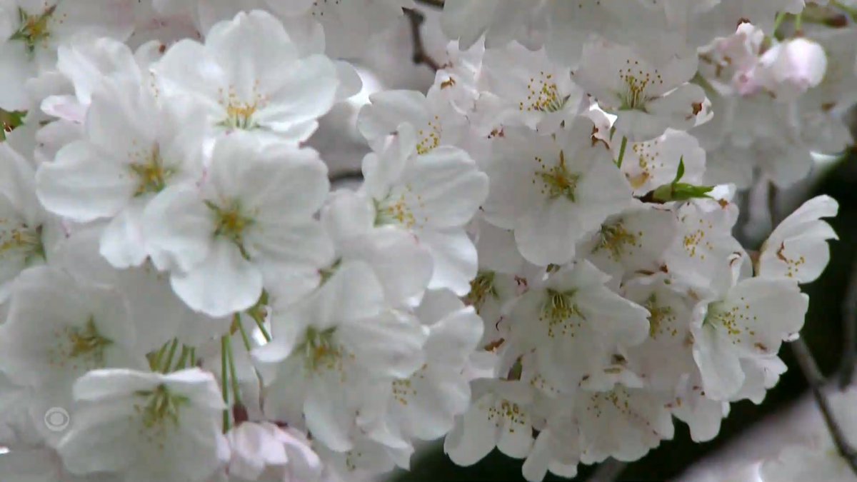 The famous cherry blossoms are in full bloom in Washington D.C. this weekend, making a brief appearance for loads of visitors who have come to see them. The trees were a gift from the people of Japan in 1912.