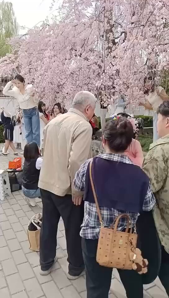 2025/3/30/下午，陕西西安（青龙寺）八重垂枝樱花盛开，蛆们因为拍照发生争吵，走到哪里都不能文明一点！