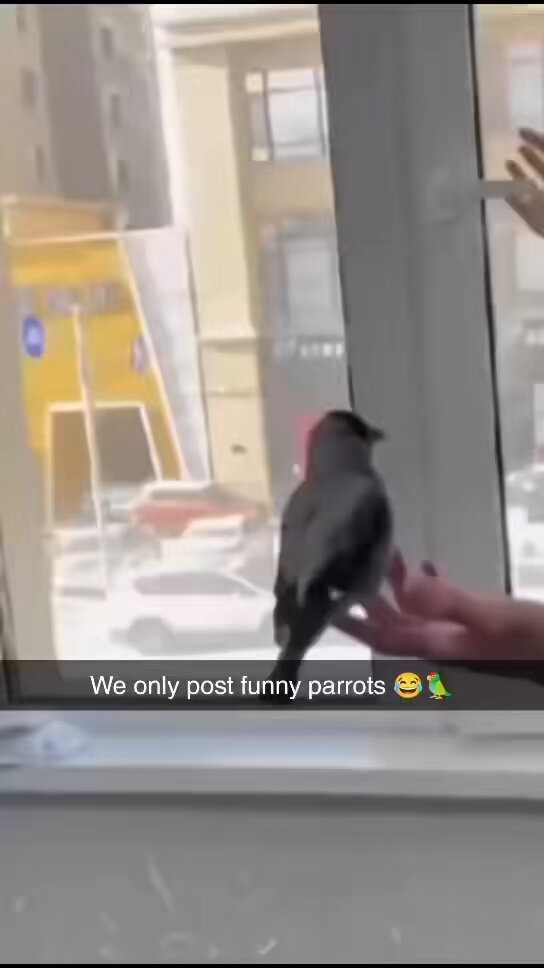 thief bird lol