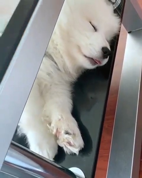 Adorable puppy ๐ถโค๏ธ