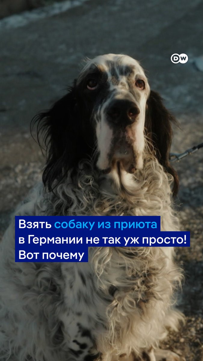 Взять кошку или собаку из приюта в Германии не так просто. Специалисты следят за тем, чтобы хозяин подходил животному и уделял ему достаточно времени. Показываем подробности