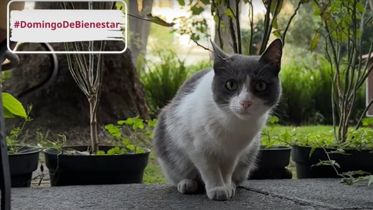¿Conoces a los gatitos que viven en Palacio Nacional? 🤔 El veterinario Jesús Arias detalla los cuidados que reciben y cómo llegaron algunos de ellos a este recinto 🐈