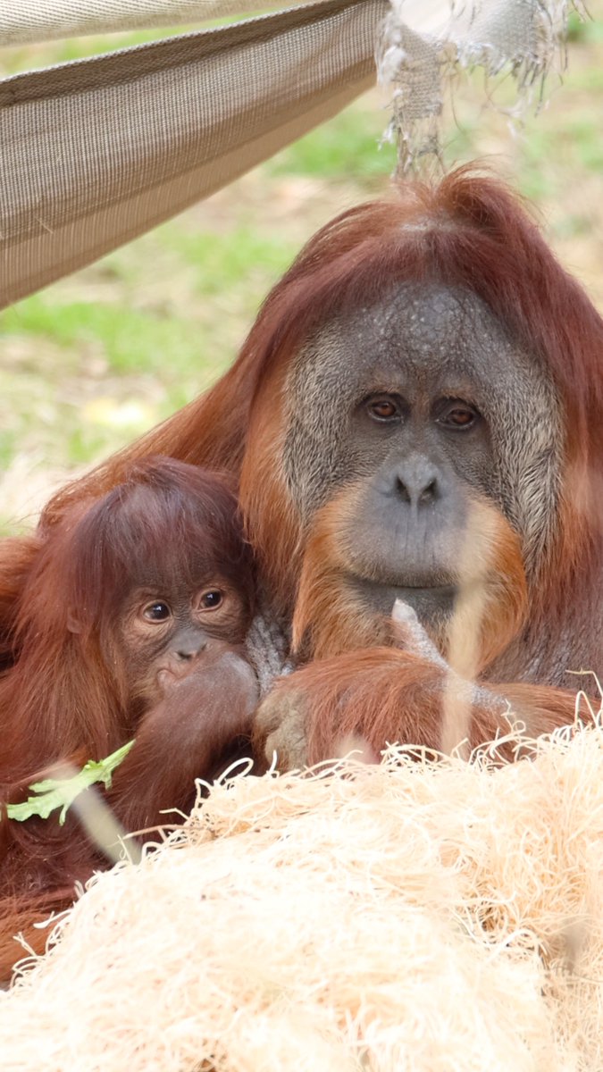 Sunday vibing with orangutan baby Jambi and momma Tua 🥰 (Obligatory mention of Jambi's stylish bangs 🧡)