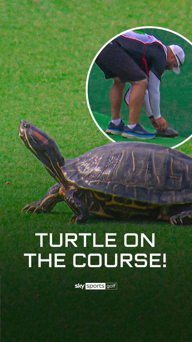 ⛳🐢 Turtle on the course at the Houston Open 🐢⛳