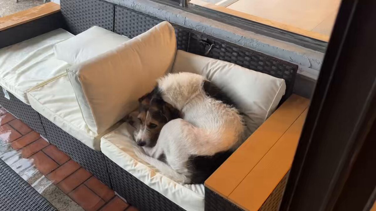 Ahir plovia molt. Al Murri li encanta relaxar-se fora quan plou. La meva filla li va posar un coixí perquè l'aigua no l'esquitxés.