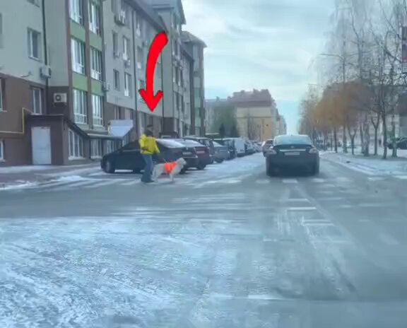 Un hombre ciego logra cruzar la calle gracias a la ayuda de su perro guía. 🥰👏