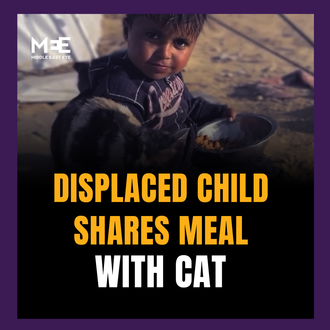 A young Palestinian child living in a refugee camp was seen sharing his meal with a stray cat. The moment, which was captured on video, showed the child offering his food despite the hardship of living in displacement and access to food and resources being limited.
