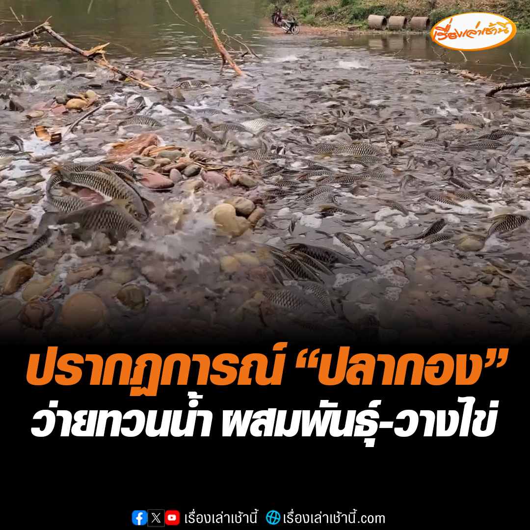 หนุ่มแชร์คลิปแซลมอนเมืองไทย ภาพปรากฎการณ์ ปลากองหรือปลาปีกแดง หลายร้อยตัว ว่ายทวนน้ำขึ้นมาผสมพันธุ์-วางไข่ บริเวณบ้านผาสุก ต.ภูฟ้า อ.บ่อเกลือ จ.น่าน ซึ่งเป็นพื้นที่อนุรักษ์ด้วย #เรื่องเล่าเช้านี้ #ข่าวช่อง3 #ข่าวโซเชียล