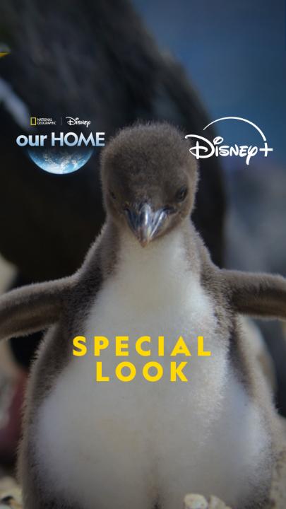 Beautiful. Breathtaking. Home. 🌍 Celebrate Earth Month with the premiere of #SecretsOfThePenguins on Sunday April 20, and stream the rest of the #ourHOME collection all month long on Disney+.