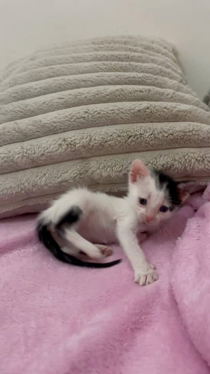 es un bichito. cuando ya tenga vacunas seguro va a estar en adopción!