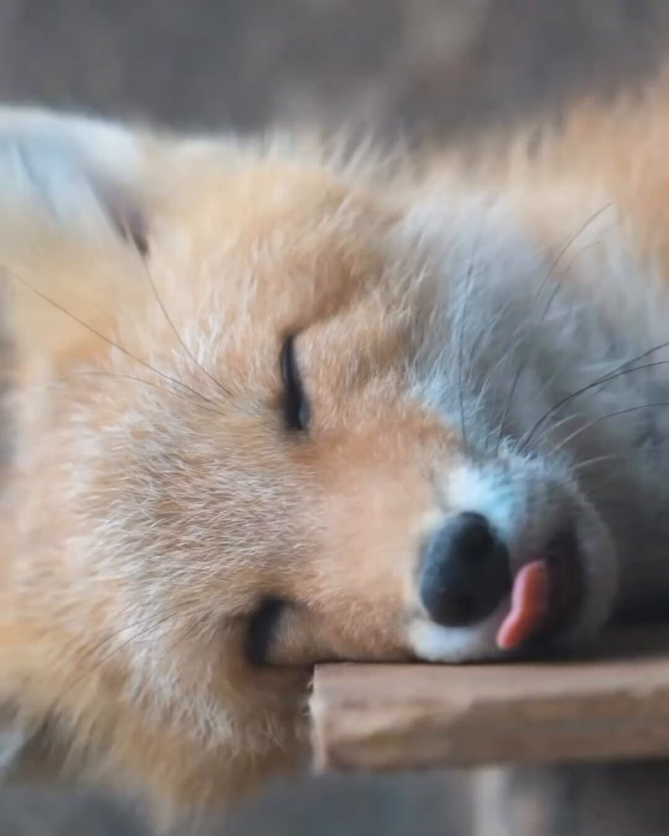 Sleeping fox [📹 yokko_graphy]