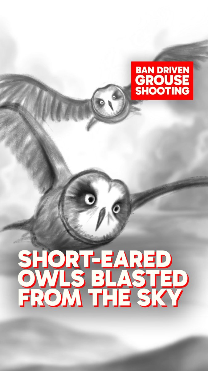 How did two short-eared owls end up getting shot on a grouse moor in the Yorkshire Dales ? Thanks to RSPB Birders quick thinking Investigation teams , we know . . .