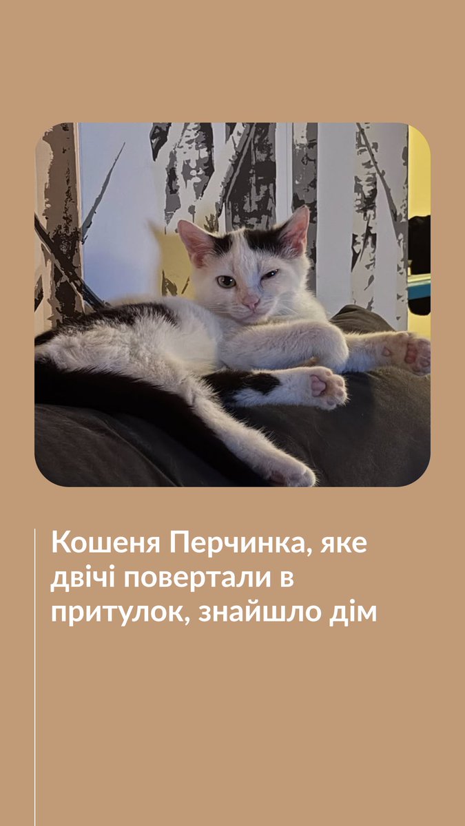Кошеня, на ім'я Перчинка, двічі повертали в притулок. Воно залишалося там, поки в його житті не з’явилася Тіна. Про історію Перчинки — дивіться у відео