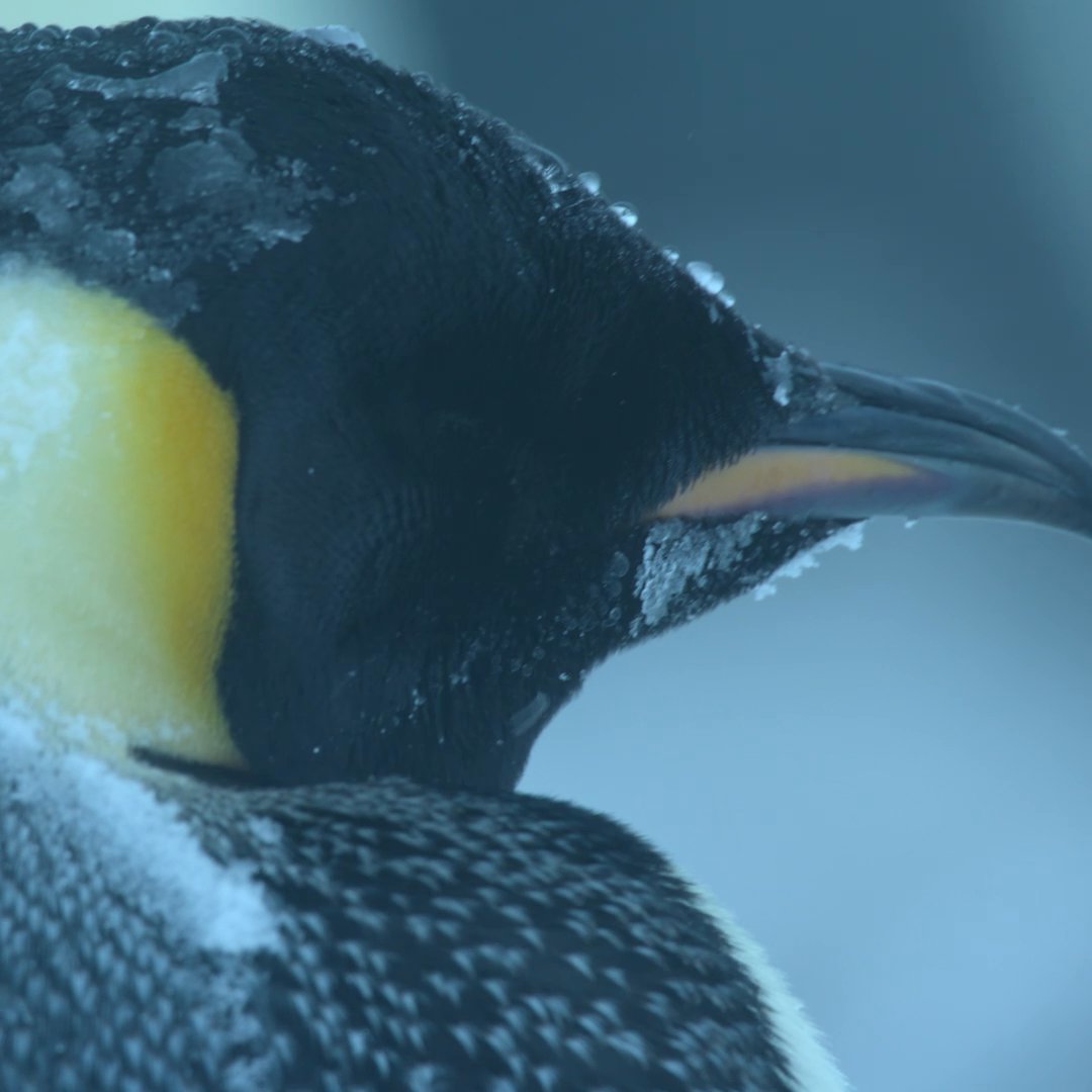 Penguins are capable of defying the harshest conditions, and they have plenty more secrets to share—as Bertie Gregory discovered 🐧 #SecretsOfThePenguins premieres April 20 on @natgeotv. Stream next day on Disney+ and Hulu. #ourHOME
