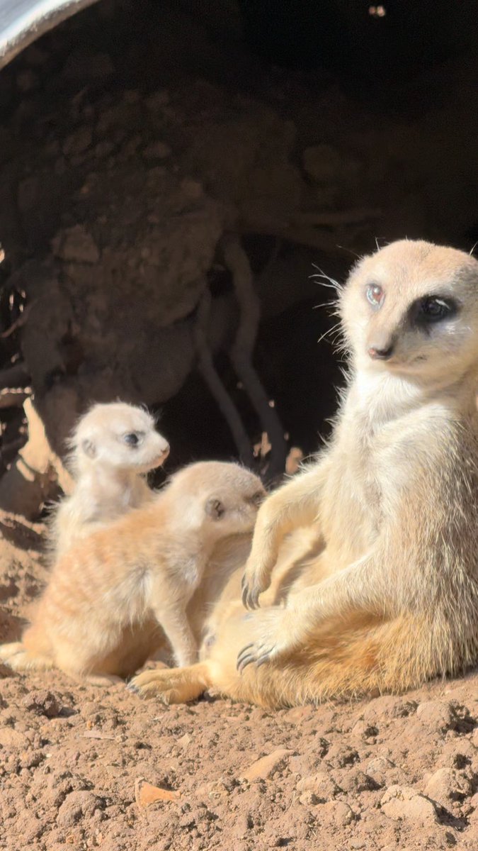 The meerkat mob just got a little bit cuter! Sandy gave birth to her new pups in March and like a good meerkat mom, she kept them safely in the tunnels where the mob could easily keep an eye on them. The pups recently started emerging from the tunnels ready to explore! Father Chipe, mom Sandy, and siblings are doing a great job of keeping the pups warm and dry during our recent stormy weather. How many pups do you see in this video? 😍 📸 : Keeper Noelle