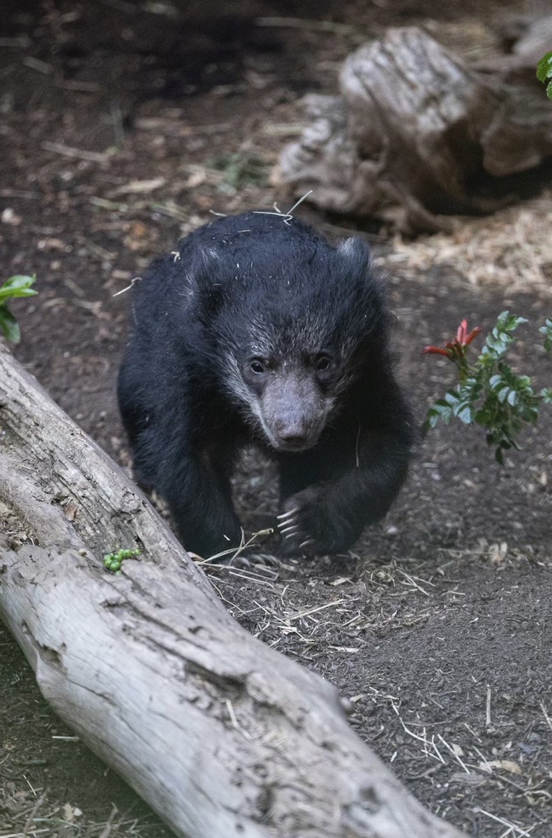 Little paws, big news 💌 The votes are in, and Shala’s sloth bear cubs officially have names! The female cub is named Shehani (Sha-hahn-ee), meaning "magic, regal, shining," and the male cub is named Kumar (Koo-mahr), meaning "prince."