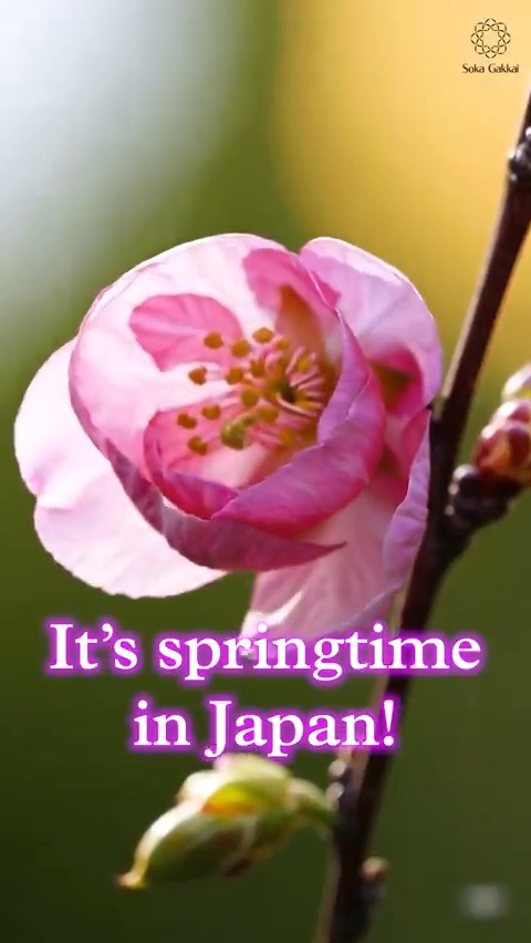 🌸 Winter always turns to spring! It’s springtime in Japan ✨