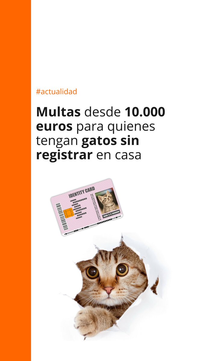 💶🐈‍⬛ La ley recoge obligaciones para los dueños de las mascotas: multas desde 10.000 euros para quienes tengan gatos sin registrar 🔗 Todos los detalles en el siguiente enlace: