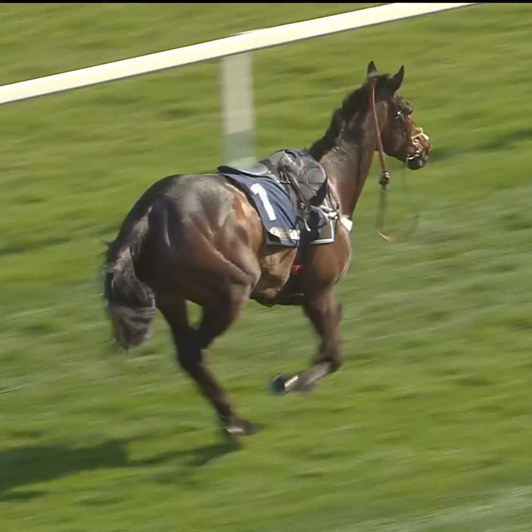 👍 Constitution Hill running loose, but is up OK after a nasty fall in the home straight