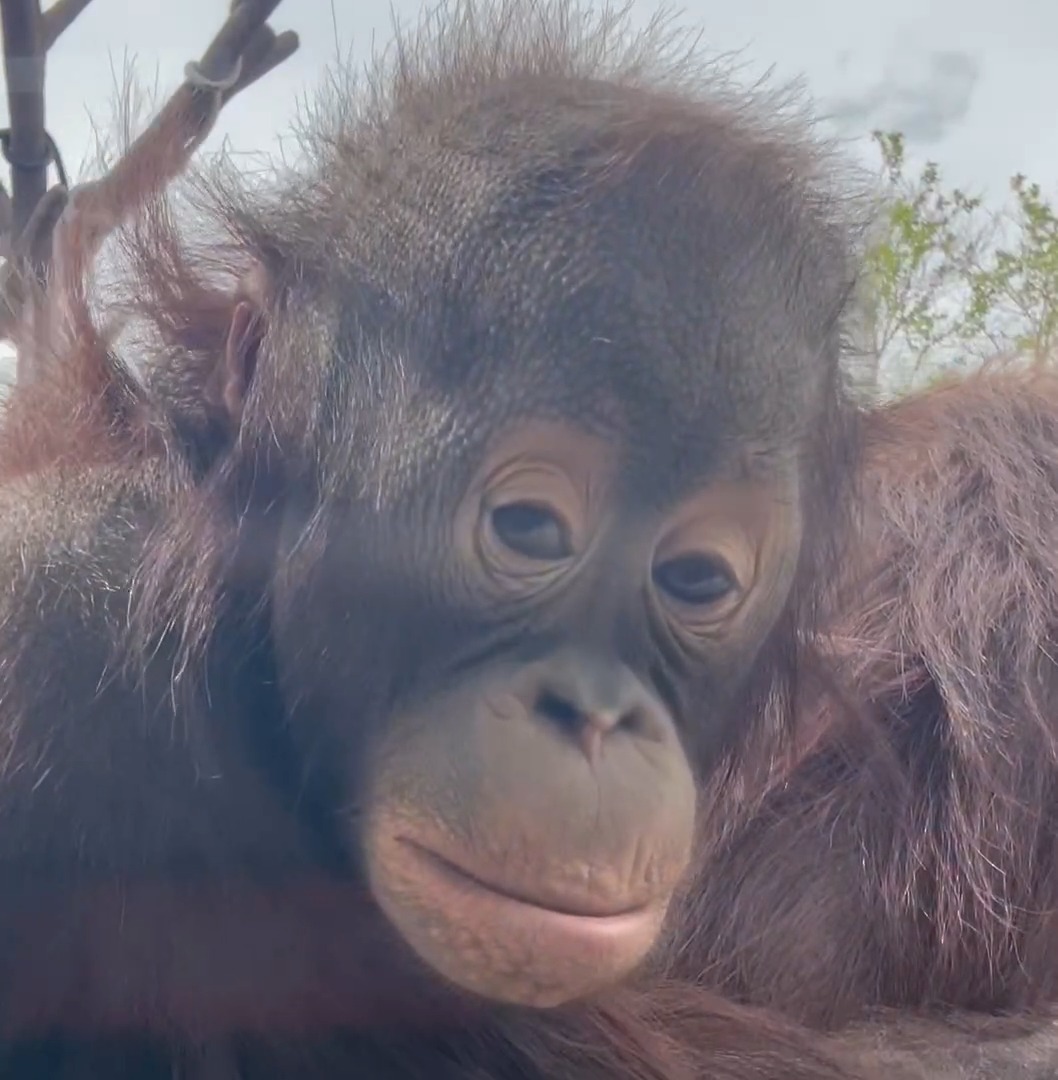 Yesterday’s beautiful weather provided the perfect setting for young orangutan Nanas, who played hard all morning and afternoon. At the end of the day, it was time for some quality relaxation time with mom Josie!