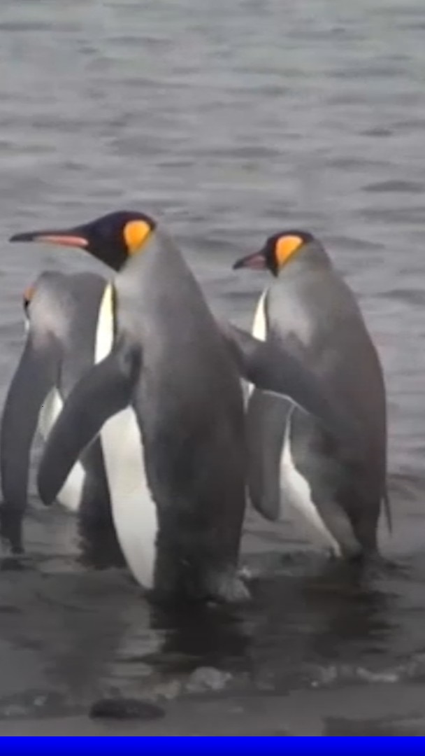 Donald Trump impose des droits de douane de 10% à deux îles peuplées uniquement de pingouins