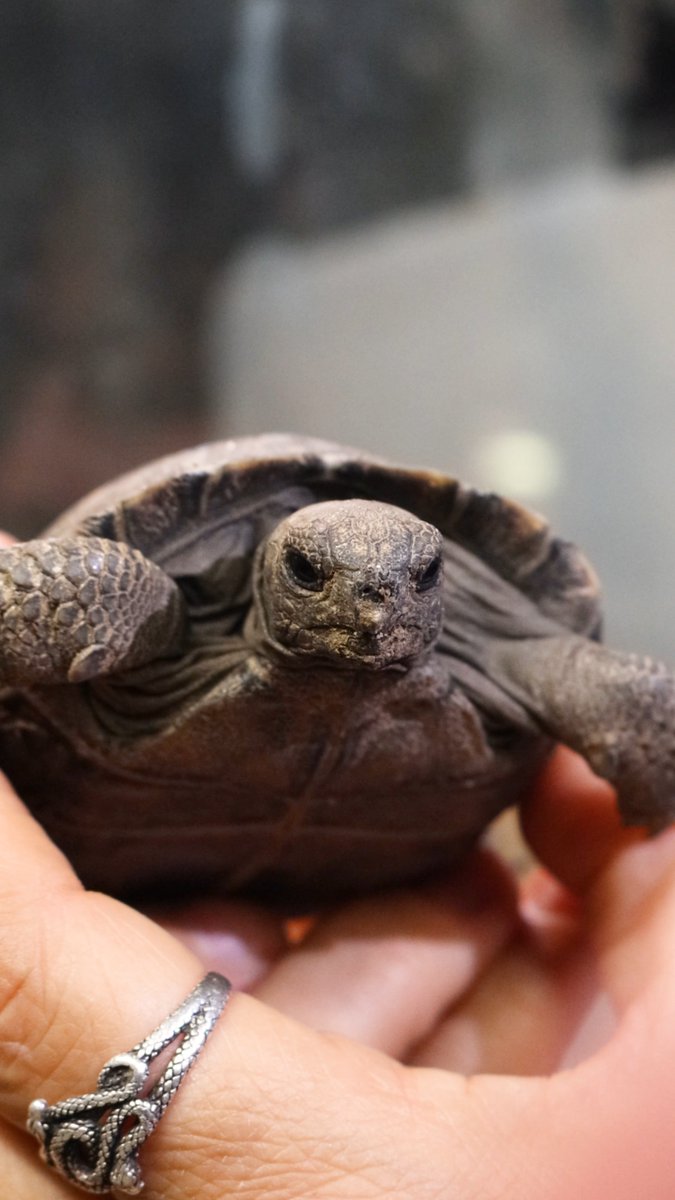 We have INCREDIBLE news! 🎉 For the first time in our 150+ year history, four critically endangered Western Santa Cruz Galapagos tortoises have hatched! 🐢 Mommy, who's around 100 years old, is now the oldest first-time mom of her species! Read more👉
