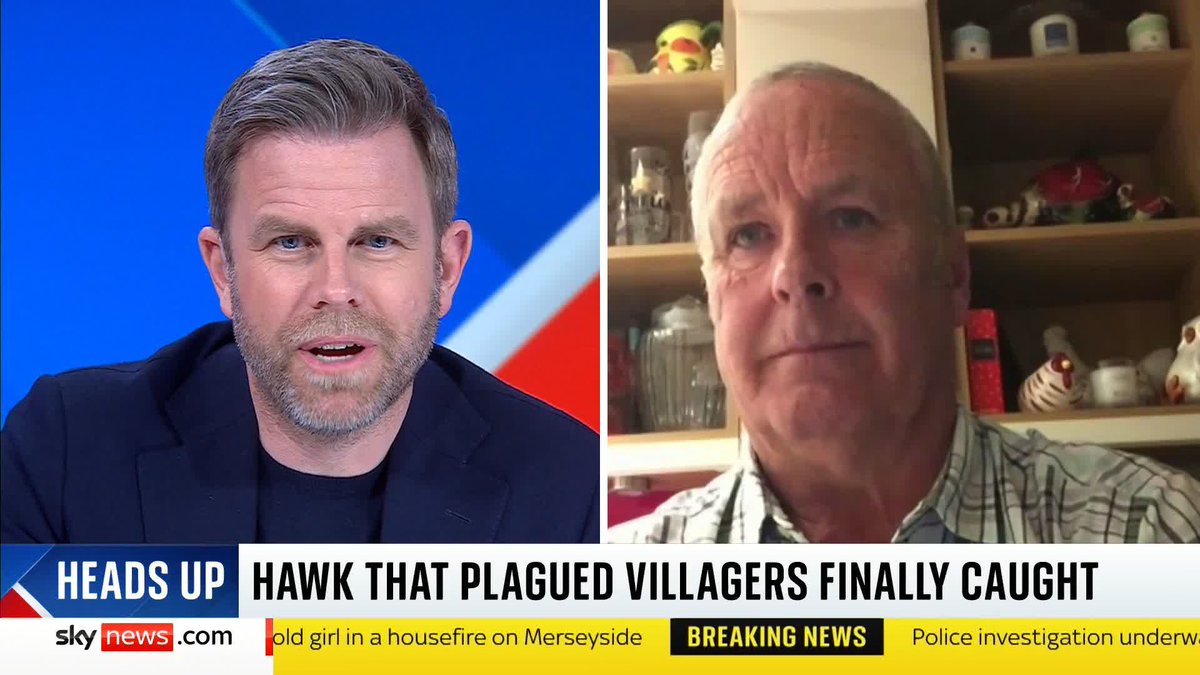 "This Harris's hawk was chasing him down the road." Falconer Alan Greenhalgh helped capture a Harris's hawk that has been terrorising a Hertfordshire village for weeks and swooping down on residents. He speaks to Matt Barbet.