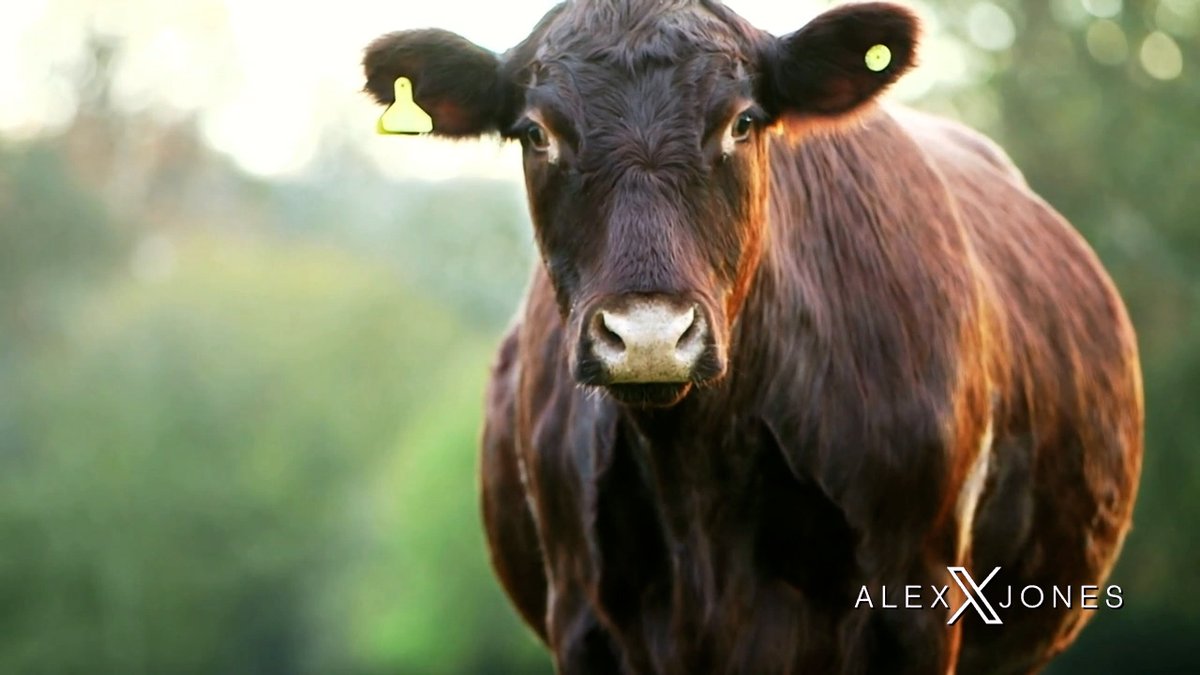 The Bill Gates-BlackRock Plan To Outlaw Cows / Beef Exposed By Alex Jones &amp; RFK Jr. In This Must-Watch/Share Special Report » LIVE X STREAM: