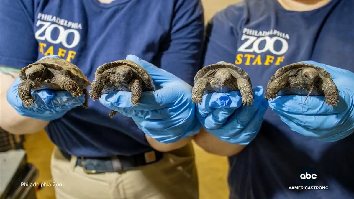 A 97-year-old Galápagos tortoise named Mommy has become the oldest first-time mother of her species. Giving birth to four critically endangered Western Santa Cruz Galápagos hatchlings at the Philadelphia Zoo. David Muir has the story.