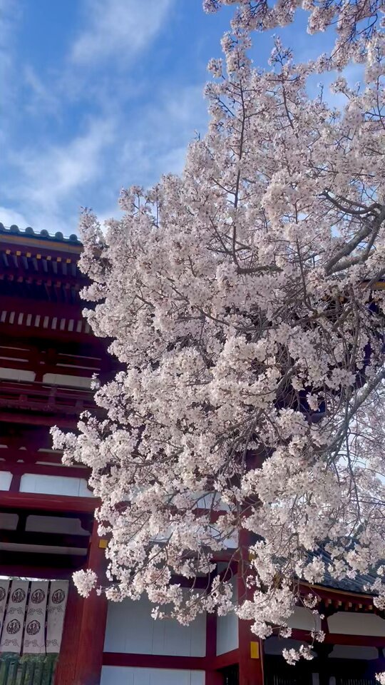 4/4朝現在、東大寺境内の桜🌸はほぼ満開です。 詳細⇒ As of morning Apr. 4th, Cherry blossoms 🌸 are almost in full bloom throughout Todaiji precinct. #奈良 #東大寺 #桜 #桜開花状況 #nara #todaiji #cherryblossoms