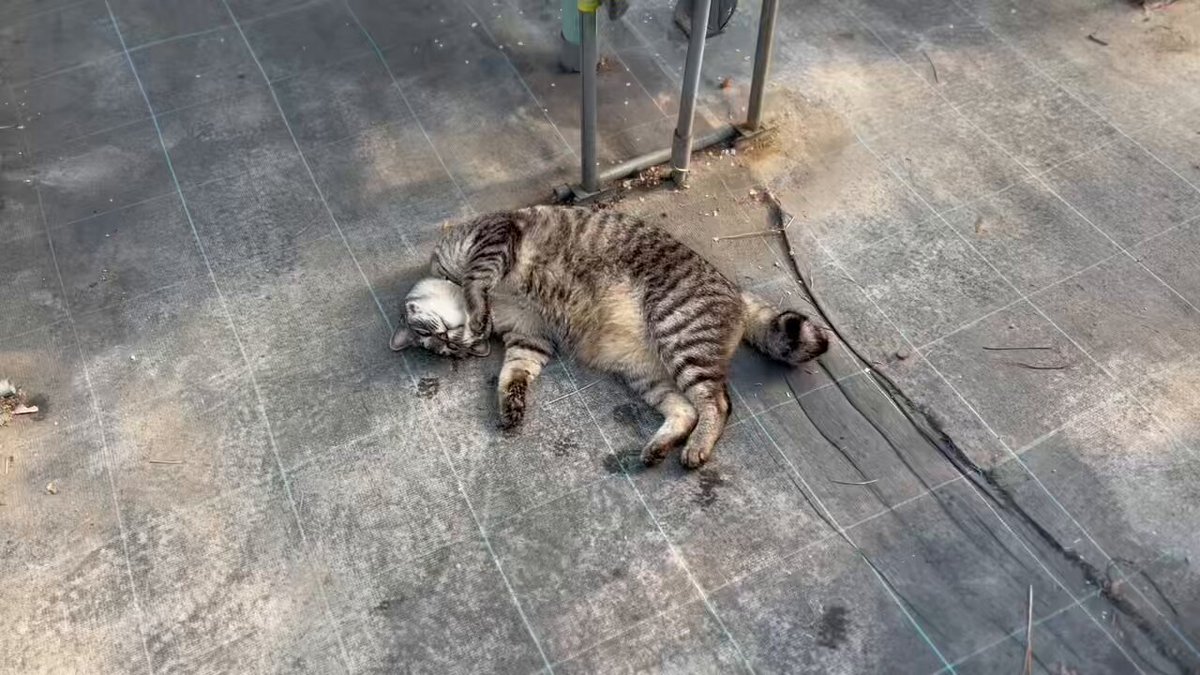 仕事しようと思ったらこれ😓 魔獣”ハタラ・ク・ナー”が現れた🐈‍⬛