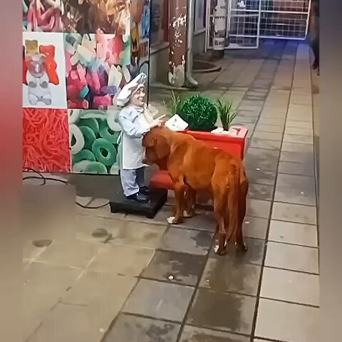 優しい誰かに 撫でてもらいたかった野良犬ワンコ…