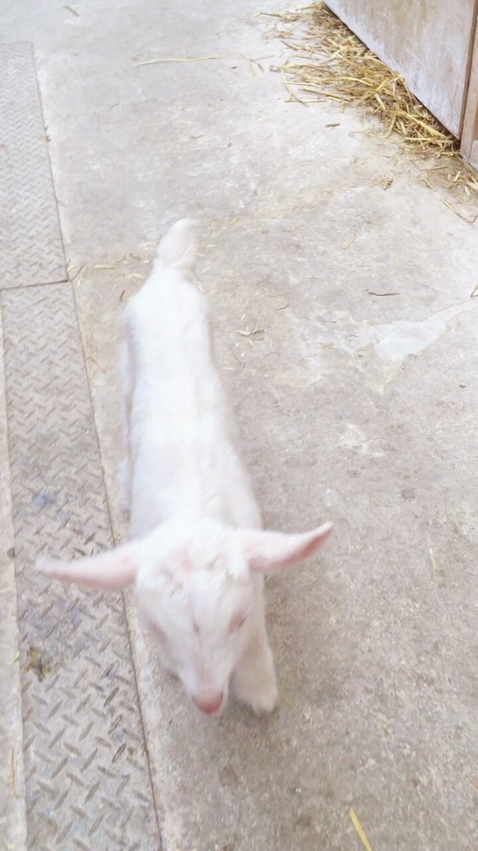 今週も頑張ったあなたへ子やぎちゃんが癒しをお届けに来てくれました🐐🌸おやすみなさい🌟