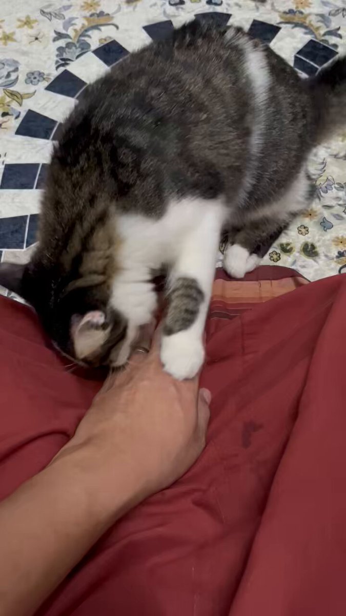Satu2nya makhluk yg suka kacau time aku tgh solat.