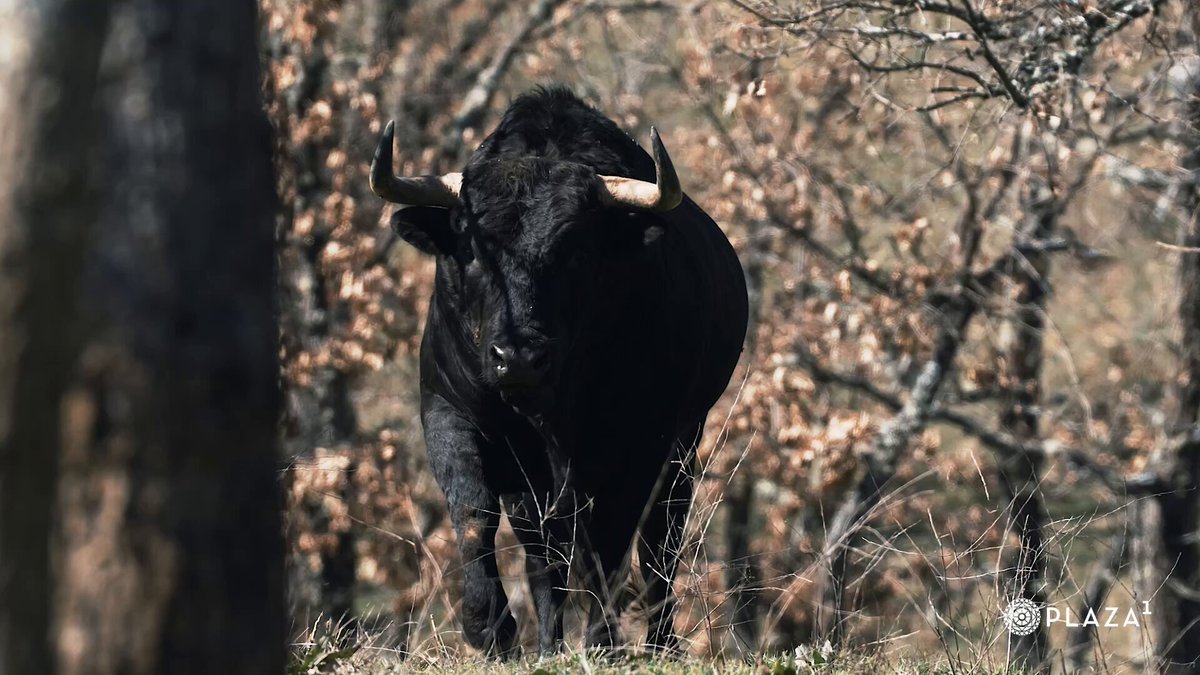 🔴🔵𝗩𝗔𝗟𝗗𝗘𝗟𝗟𝗔́𝗡. En vídeo, los imponentes y entipados toros del 𝗗𝗼𝗺𝗶𝗻𝗴𝗼 𝗱𝗲 𝗥𝗮𝗺𝗼𝘀, 13 de abril, en #LasVentas (18h.).