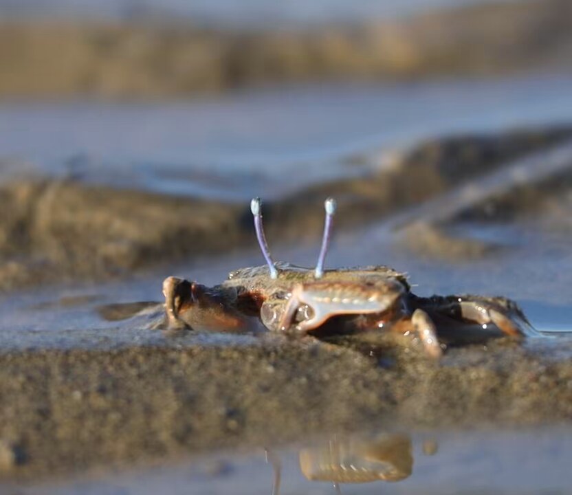 オサガニの食事です。お掃除ロボットみたいな動きです。 Macrophthalmus abbreviatus enjoying muddy feast. #crab #カニ #invertebrate