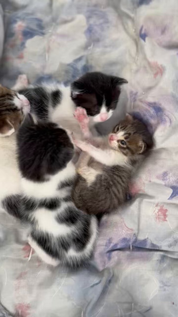 son durumlar böyle❤️ koruyor abileri Mahir’i. uyuyun büyüyün ve özgür yuvalarınıza dönün inşallah hepiniz❤️