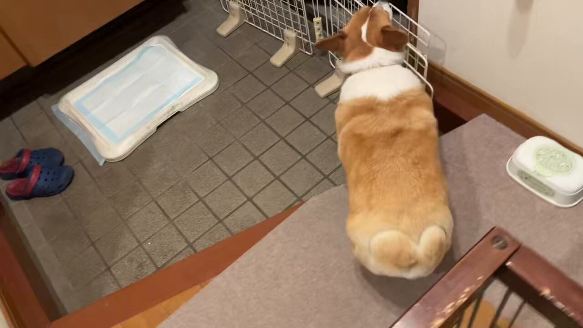 ムチムチボディを震わせながらお出迎えする犬 #コーギー