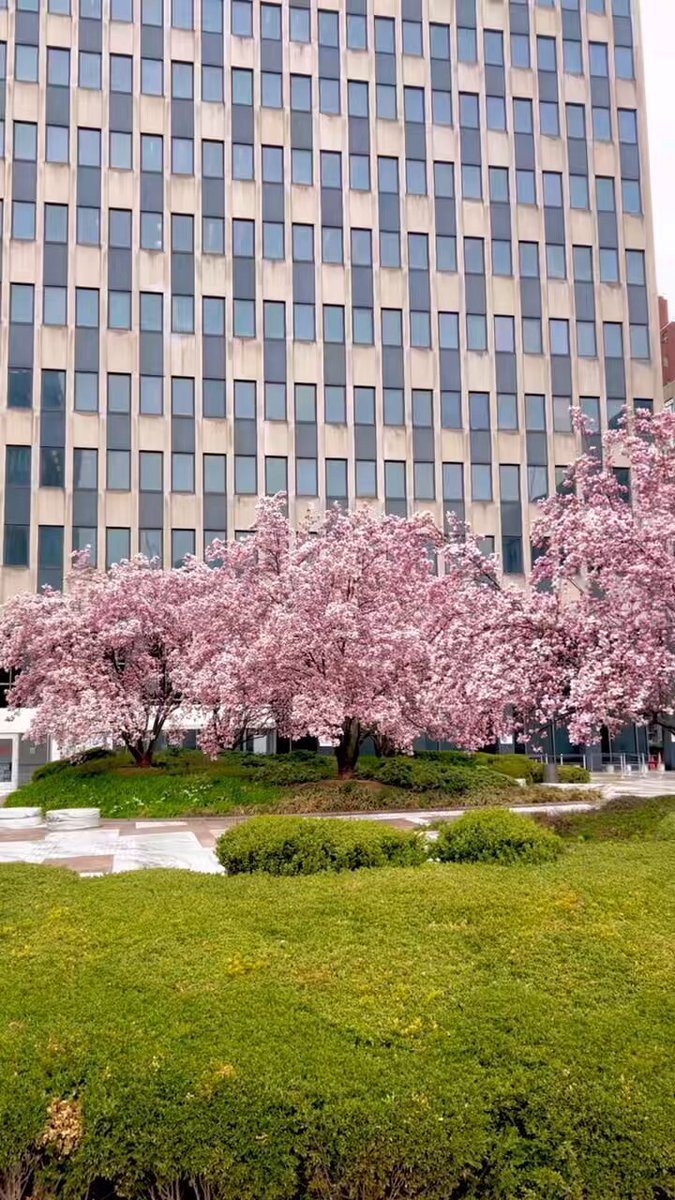 New York City is blooming. Maybe we’ll see the sun soon.