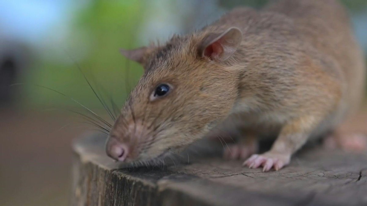 🇰🇭 VIDEO: A landmine-hunting rat in Cambodia has set a new world record by sniffing out more than 100 mines and pieces of unexploded ordnance.