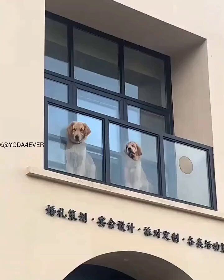 Los chismosos del barrio.