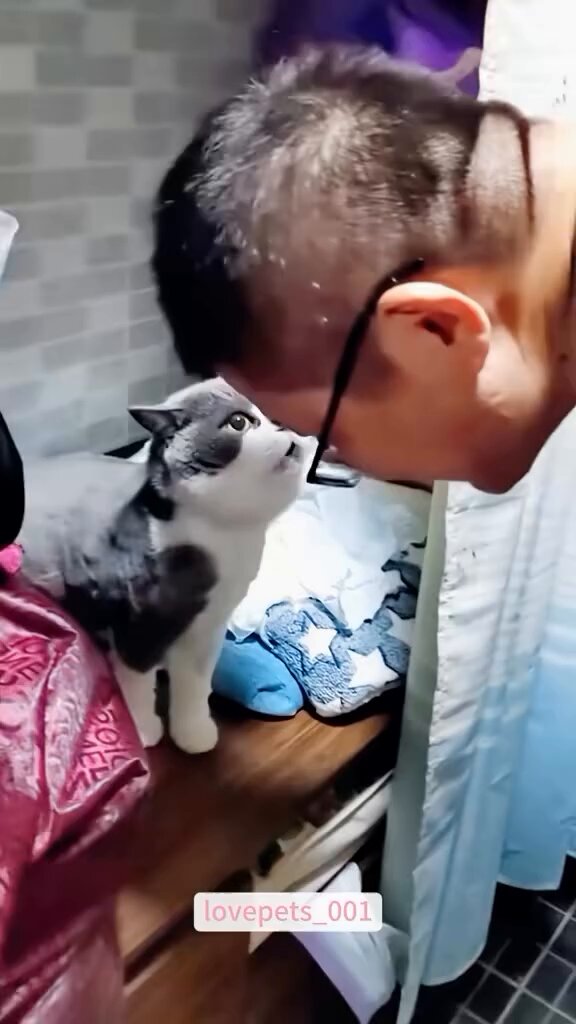 chatty cats