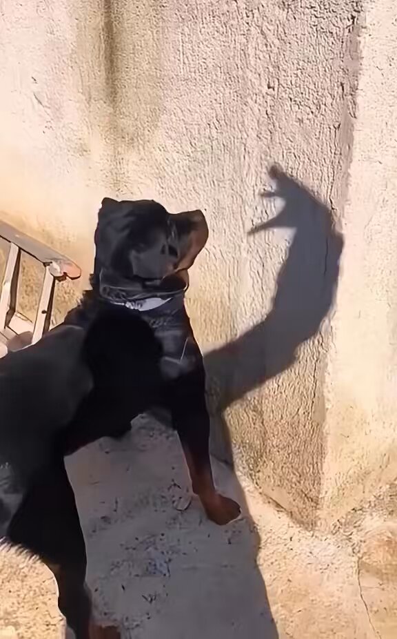 Dogs reactions to being frightened …