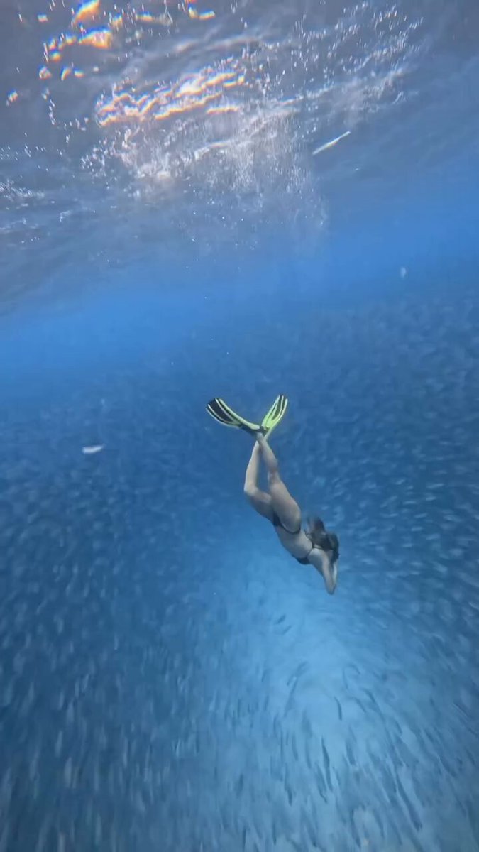 🚨VEJA: Bruna Griphao entre os peixes no mar de Fernando de Noronha.