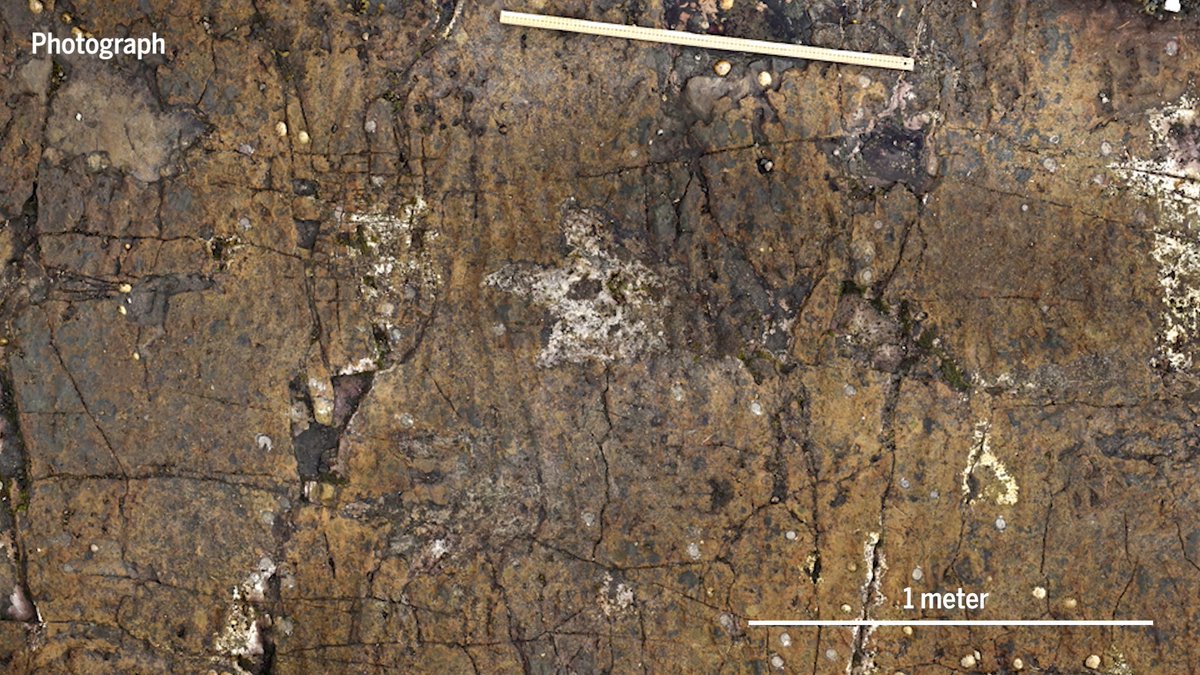 These unusual dinosaur tracks in Scotland reveal an ancient watering hole. Learn more: News from Science