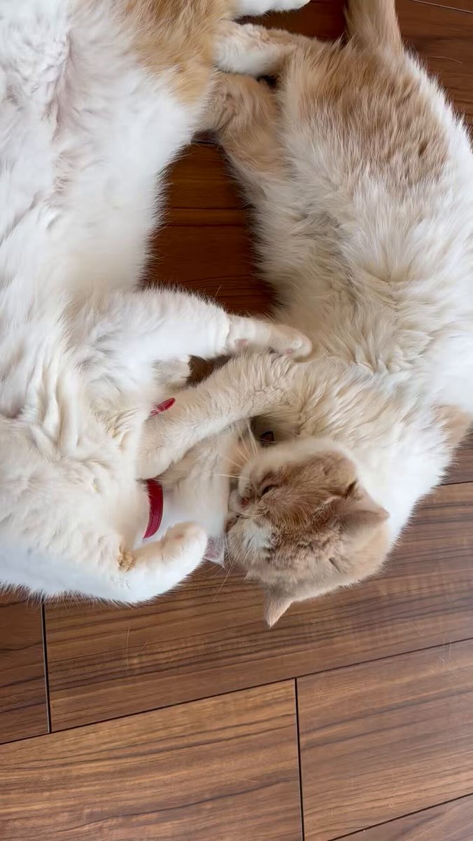 娘が自分より大きくなっても可愛いのは猫も人間も同じなのね